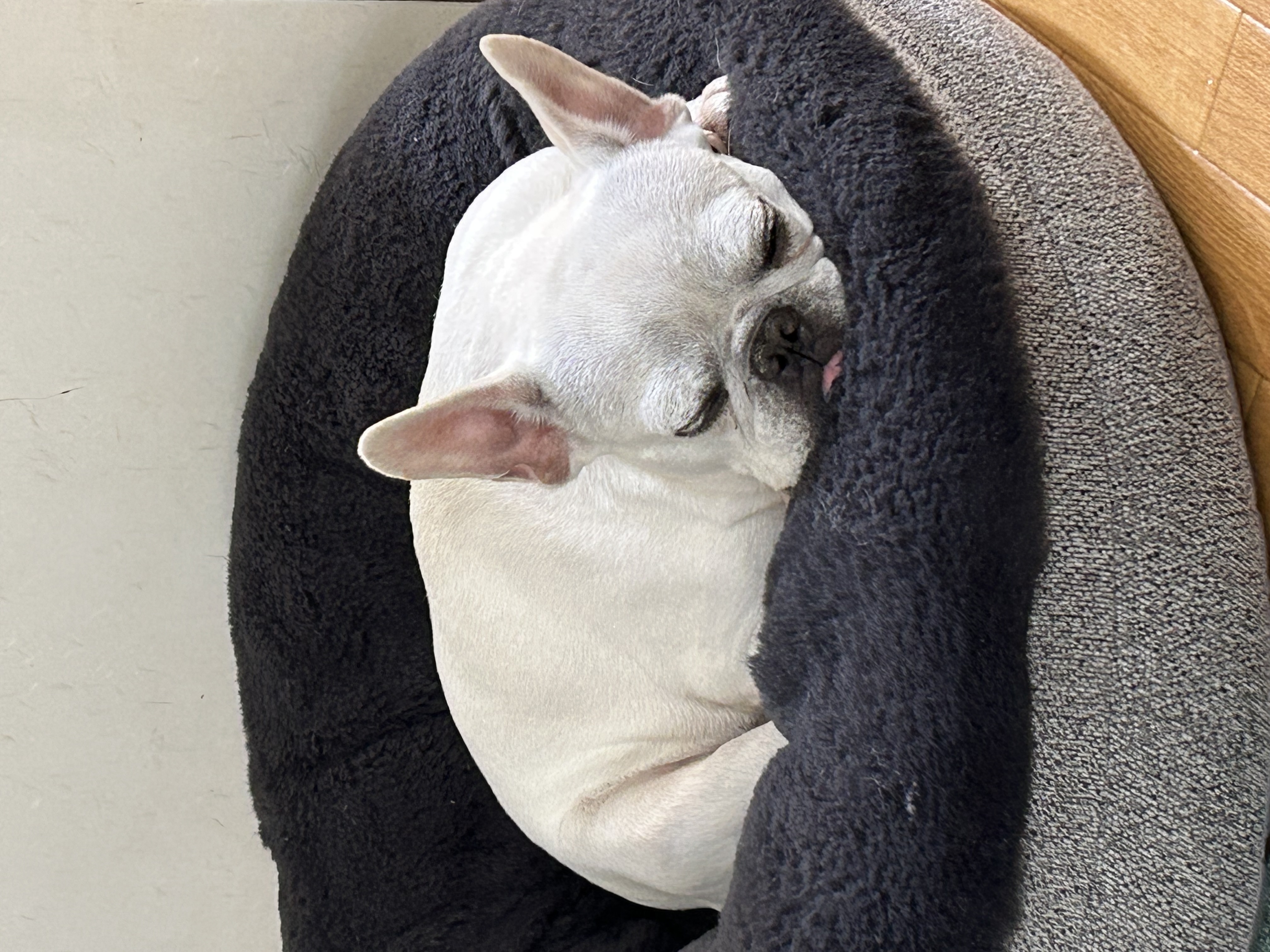 カートに乗っている愛犬