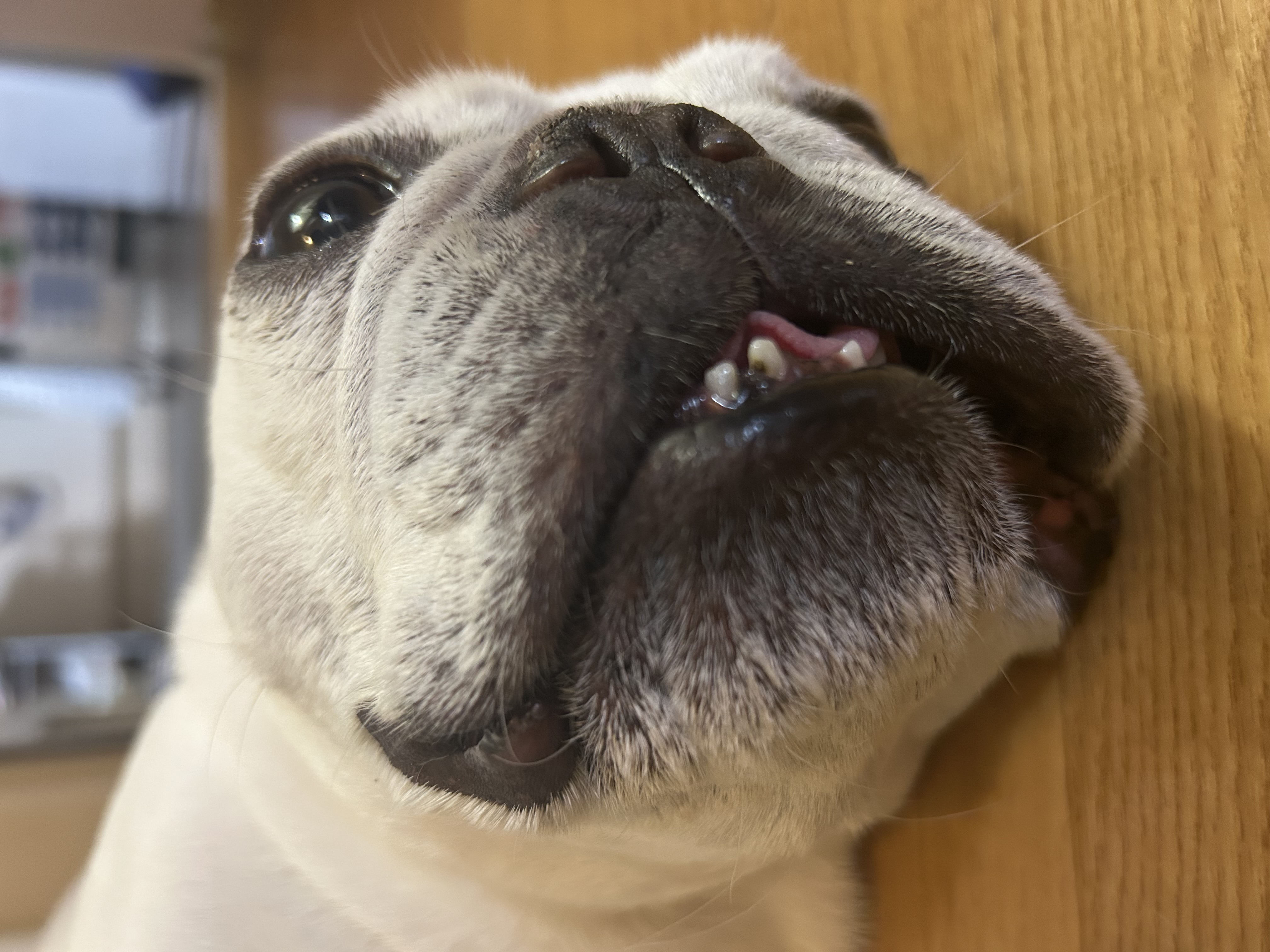 カートに乗っている愛犬